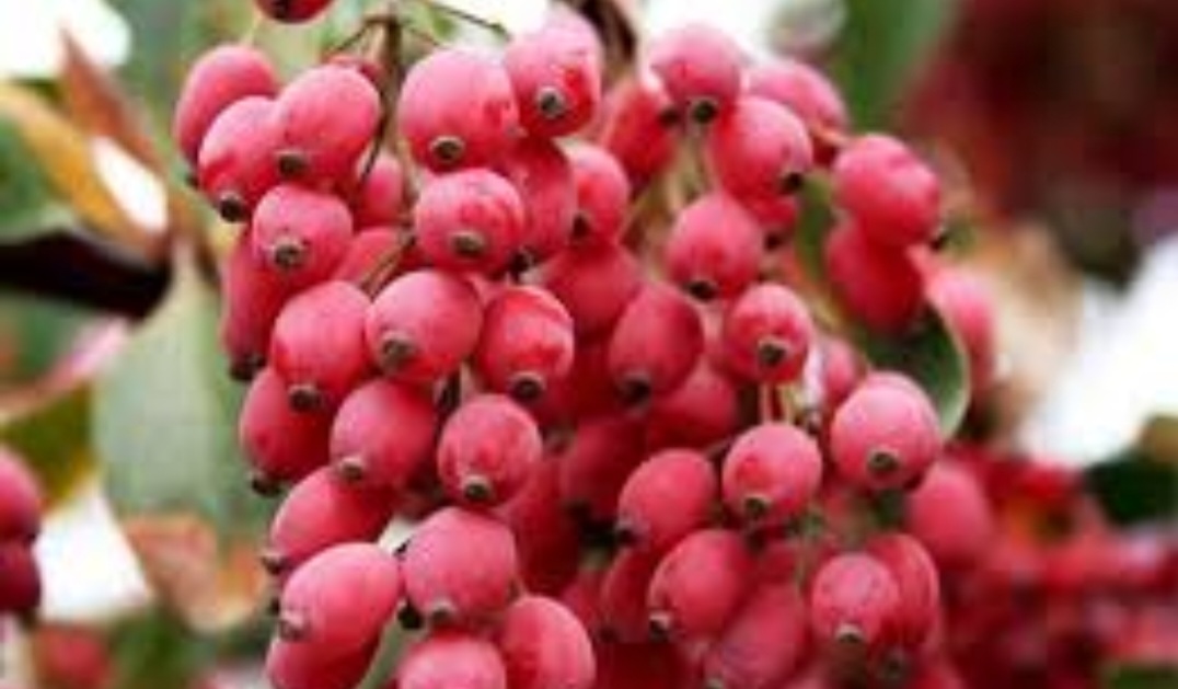 فروش زرشک ایرانی