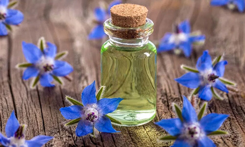 فروش عمده عصاره گل گاوزبان مایع گرید A
