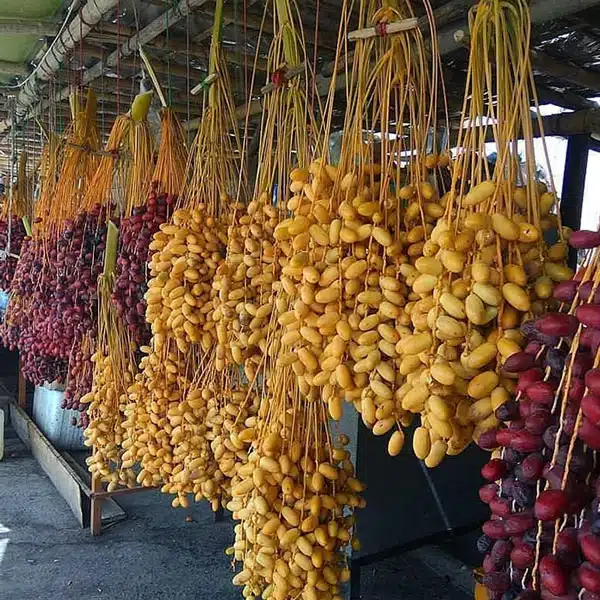 تصویر 4 از قیمت خرید خرما برحی عمده به صرفه و ارزان