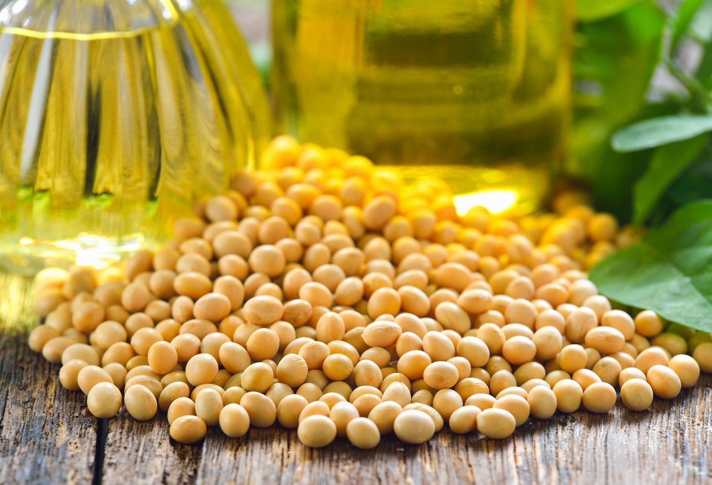 تصویر 1 از قیمت خرید روغن سویا خام فله ارسال سراسری