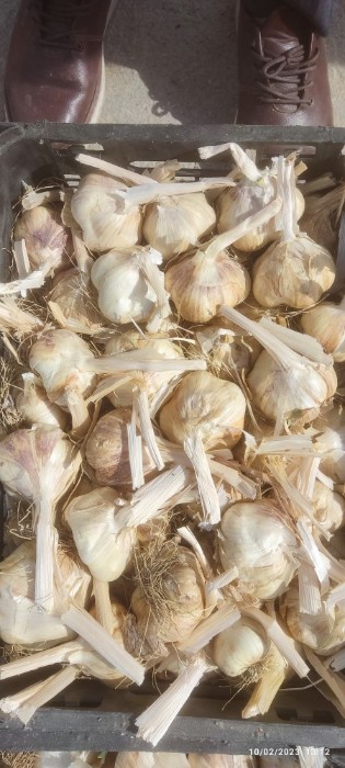 تصویر 1 از فروش بی نظیر ترشی سیر شور