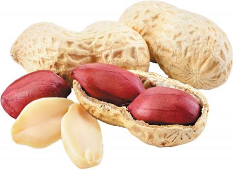 فروش خشکبار صادراتی