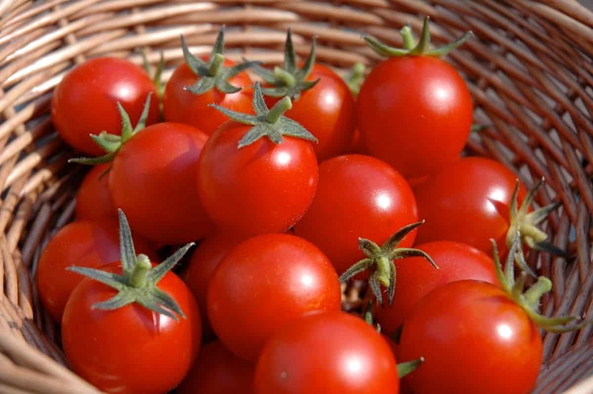 تصویر 2 از خرید و قیمت گوجه فرنگی + فروش عمده