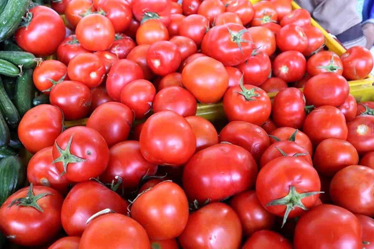 تصویر 1 از قیمت خرید گوجه ارومیه با فروش عمده