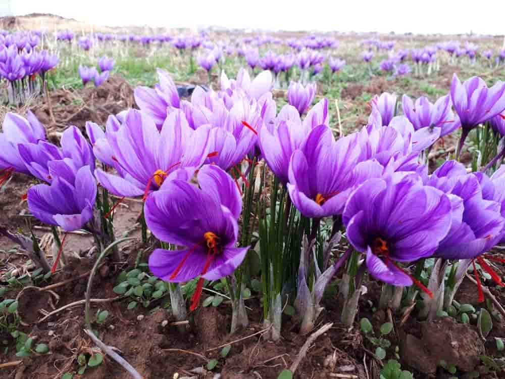 تصویر 5 از قیمت زعفران نرمه + خرید باور نکردنی