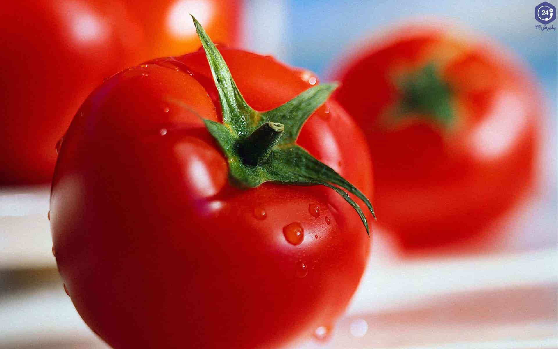 فروش گوجه فرنگی