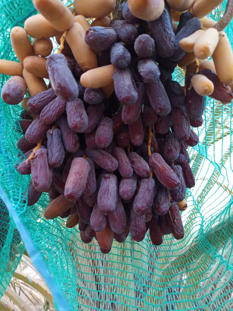 خرما شاهانی