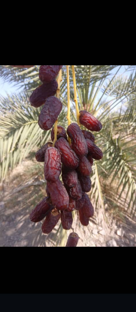 تصویر 1 از قیمت ویژه خرمای پیارم درجه یک