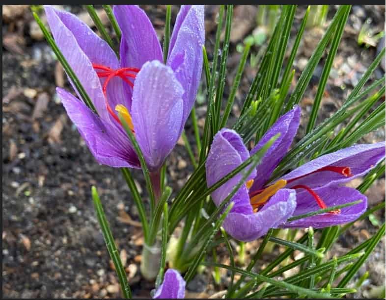 تصویر 1 از قیمت خرید زعفران طلایی + فروش ویژه