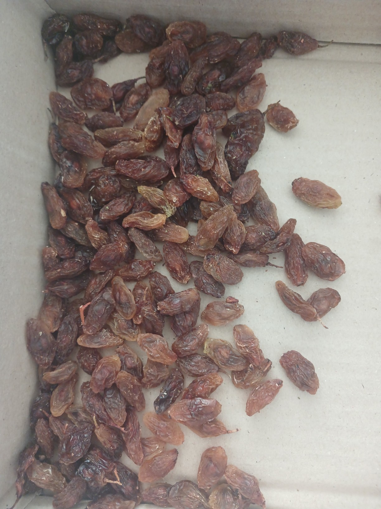 تصویر 1 از قیمت خرید مویز شیرازی + فروش عمده
