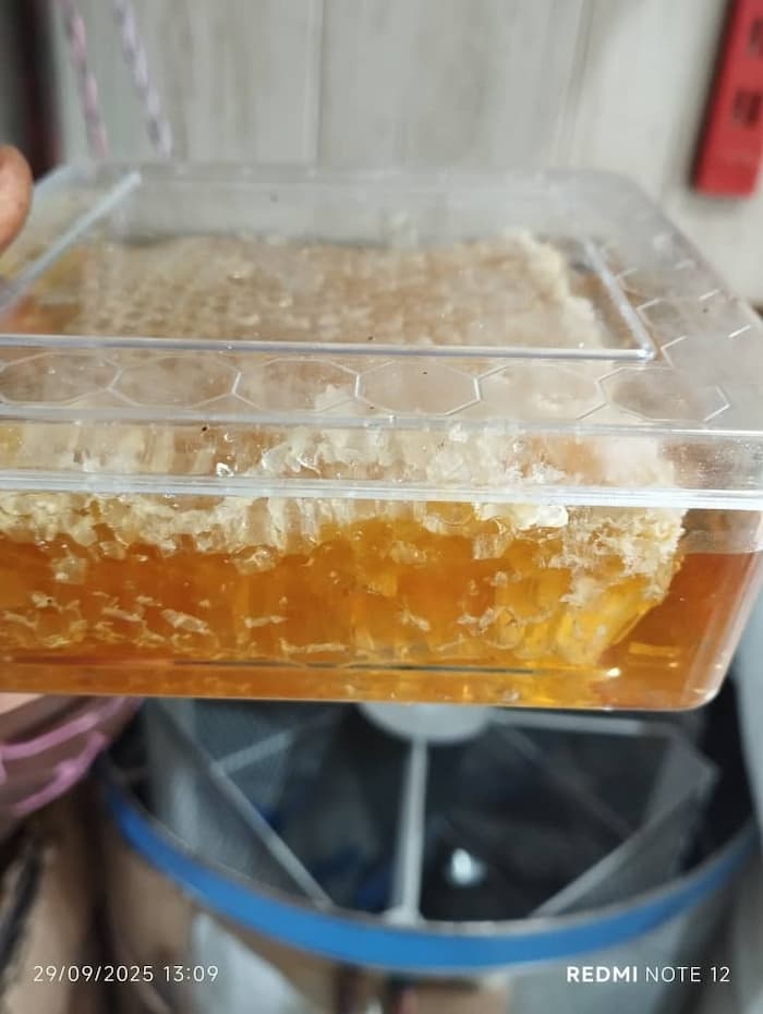 خرید عسل کوهستانی + قیمت فروش استثنایی