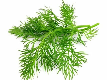 تصویر 5 از قیمت شگفت انگیز سبزی شوید خشک صادراتی + فروش استثنایی