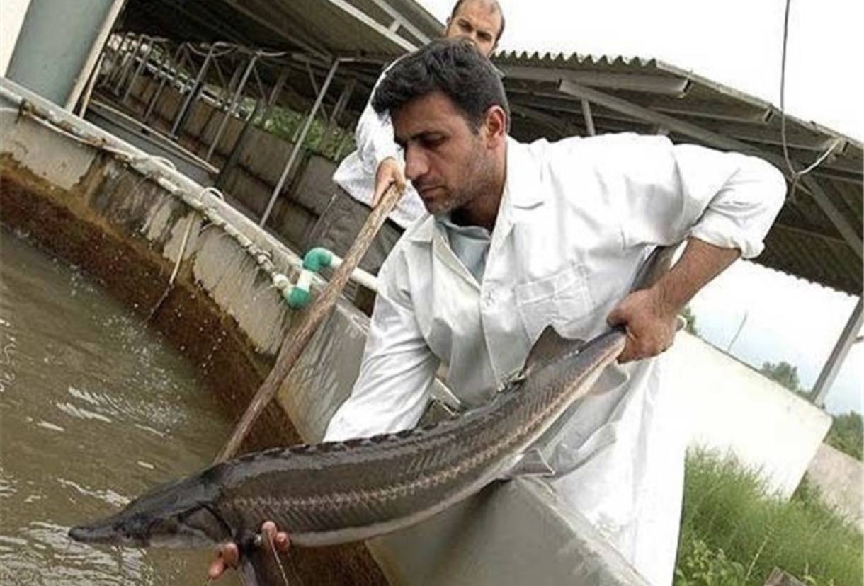 ماهی پرورشی