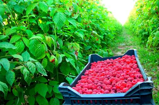 فروش عمده رزبری تازه و ارگانیک + تأمین مستقیم از مزارع ایران با کیفیت صادراتی