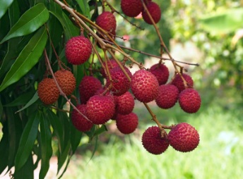 تصویر 2 از فروش عمده رزبری تازه و ارگانیک + تأمین مستقیم از مزارع ایران با کیفیت صادراتی