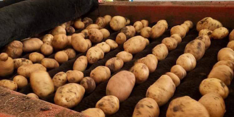 خرید سیب زمینی اگریا فروش عمده مخصوص فرنچ فرایز + قیمت باورنکردنی