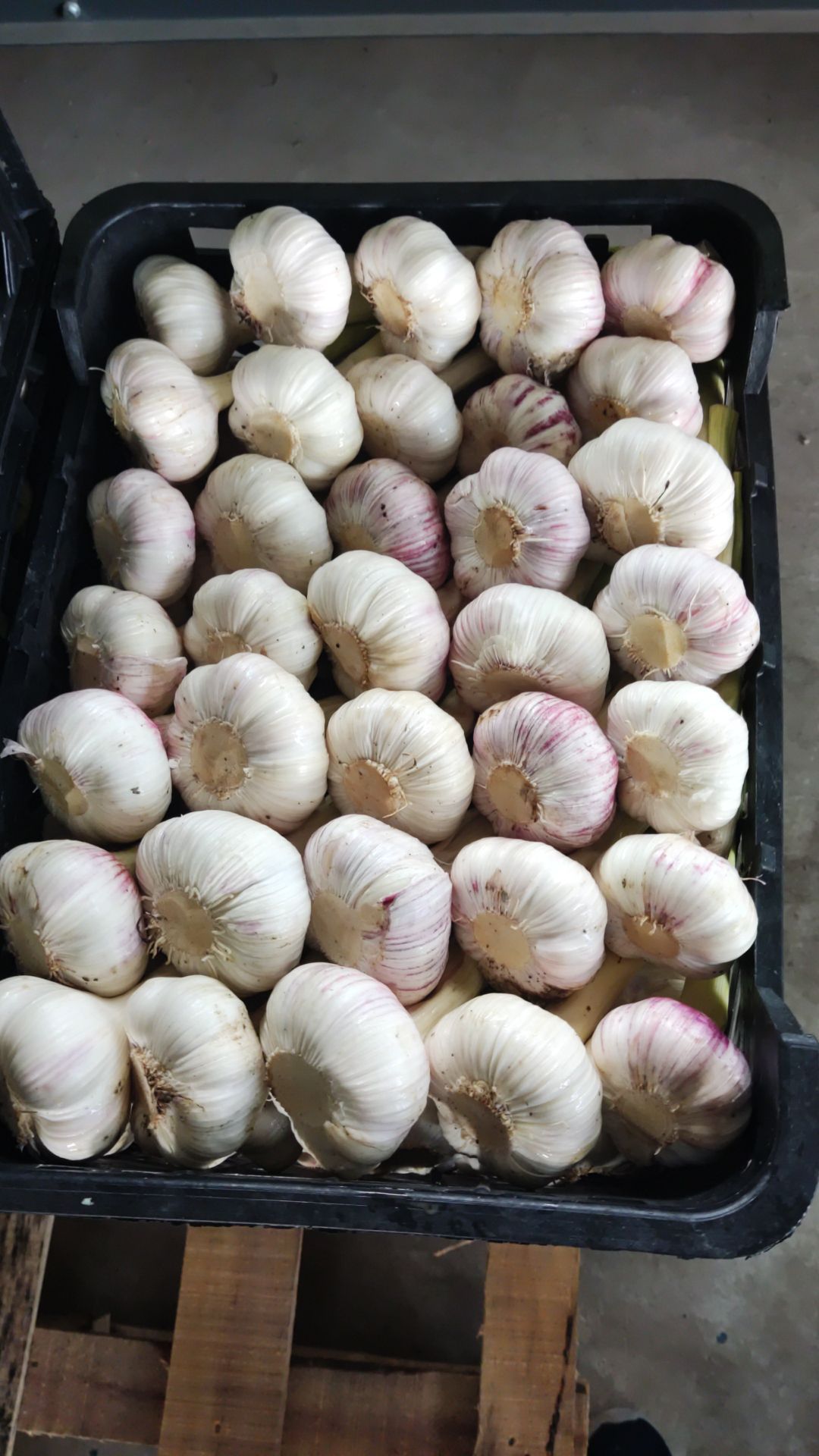 تصویر 1 از سیر سفید خشک همدان + خرید ویژه
