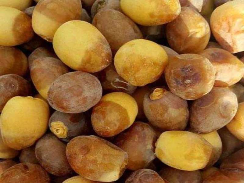 تصویر 1 از قیمت خرما برحی درجه یک + خرید باور نکردنی