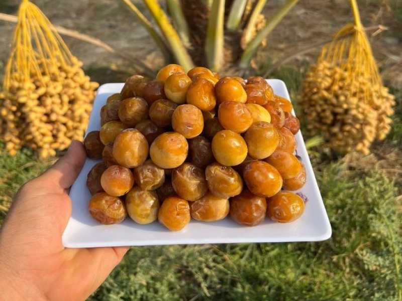 تصویر 2 از قیمت خرما برحی نیمه خشک با کیفیت ارزان + خرید عمده