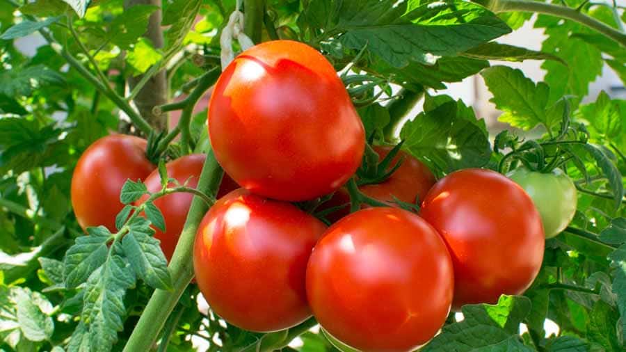تصویر 4 از قیمت گوجه ربی با کیفیت ارزان + خرید عمده