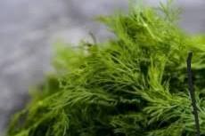 تصویر 3 از خرید ارزان سبزی شوید خشک صادراتی + ارسال فوری