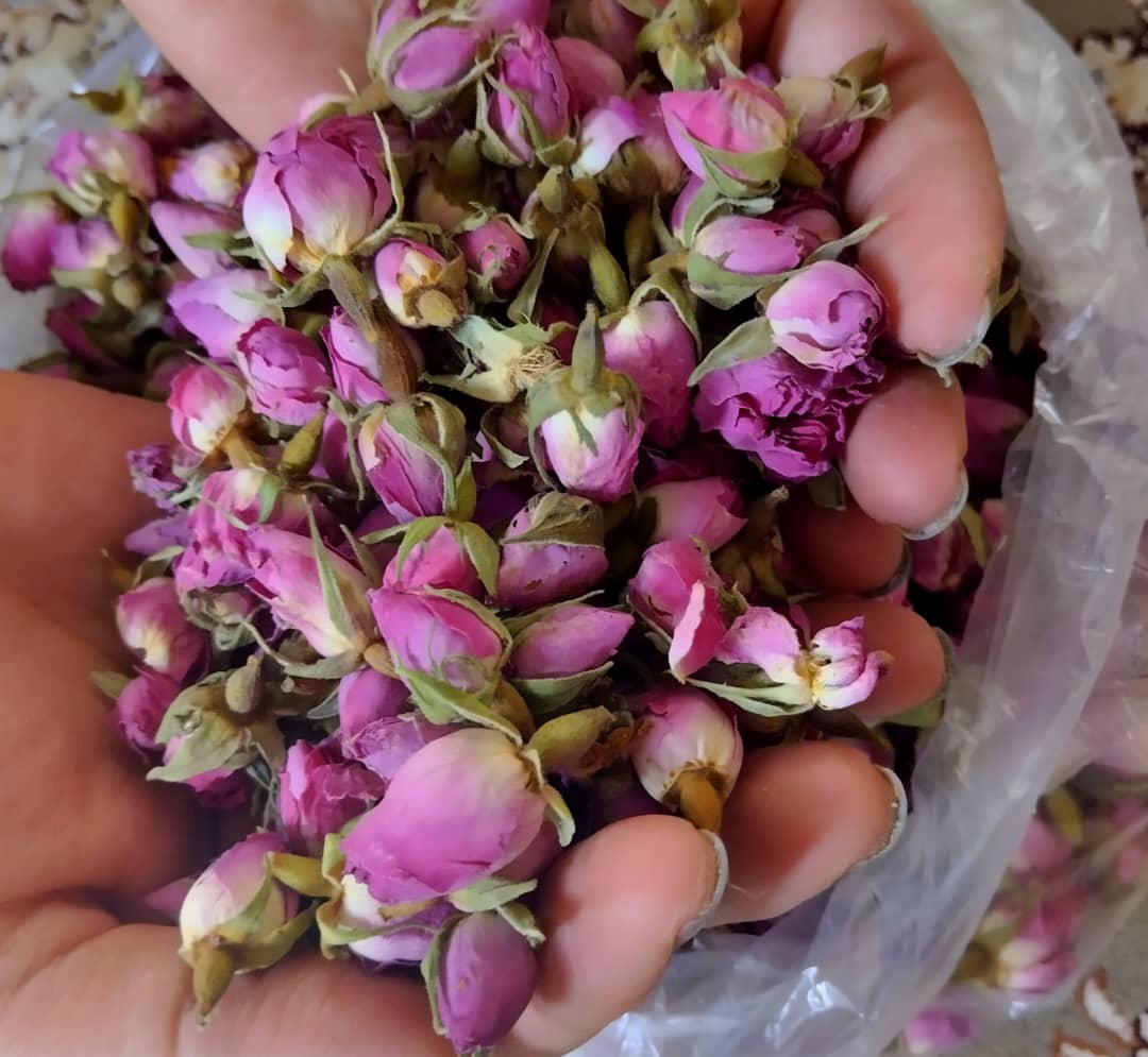 قیمت و نحوه سفارش غنچه گل محمدی + خرید اینترنتی