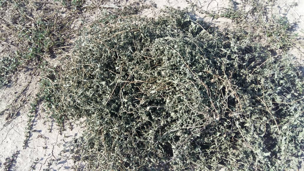 تصویر 4 از فروش عمده نعناع فلفلی به حال خود با طعم و عطر طبیعی