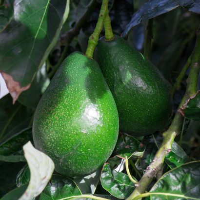 تصویر 2 از خرید نهال آووکادو بیکن پربار + کاشت اقتصادی آووکادو