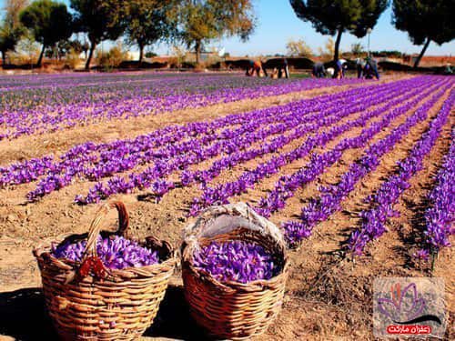 تصویر 4 از بهترین زعفران نگین اعلا + قیمت خرید عالی