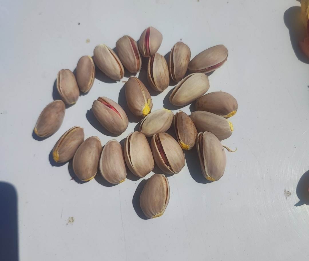 تصویر 1 از پسته احمد آقایی درجه یک