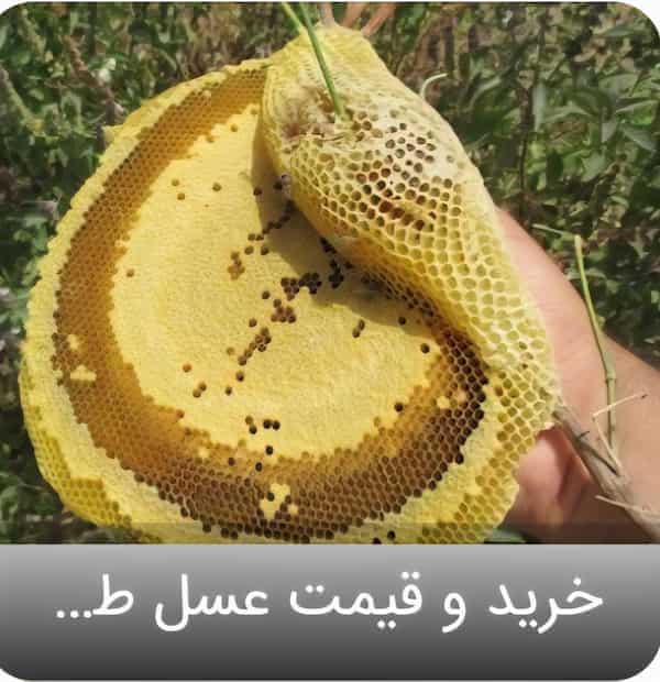تصویر 3 از فروش پر طرفدار عسل وحشی + قیمت روز