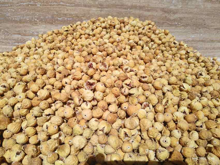 تصویر 5 از فروش انجیر خشک زرد
