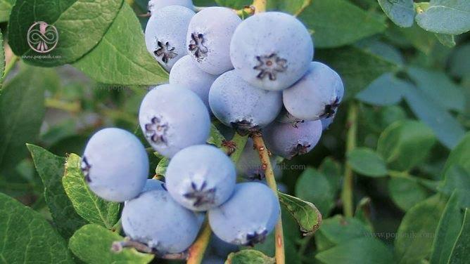 تصویر 2 از فروش عمده نهال بلوبری بیریگتا انتخابی لوکس برای باغداران حرفه ای مقاوم پر بار و مناسب صادرات