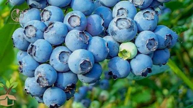 تصویر 1 از پخش عمده نهال بلوبری سان‌ شاین مناسب کشت تجاری و صادراتی