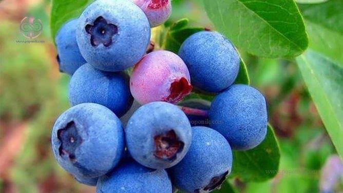 تصویر 2 از پخش عمده نهال بلوبری سان‌ شاین مناسب کشت تجاری و صادراتی