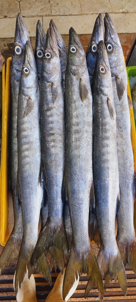 تصویر 1 از قیمت ماهی چنگو دم سیاه