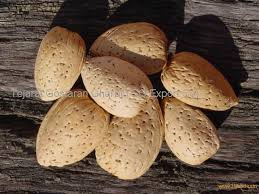 فروش ویژه بادام درختی تازه با بسته بندی استاندارد + ارسال فوری به سراسر کشور