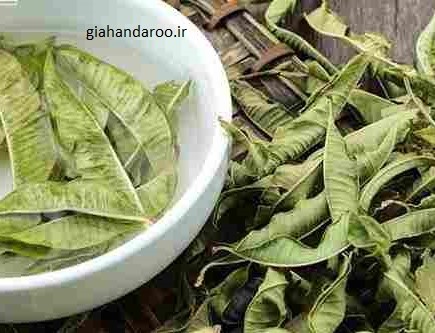 تصویر 1 از خرید عمده بادرنجبویه صادراتی + عطر آرامش و کیفیت عالی