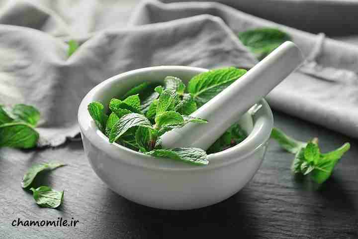 تصویر 2 از خرید عمده بادرنجبویه صادراتی + عطر آرامش و کیفیت عالی