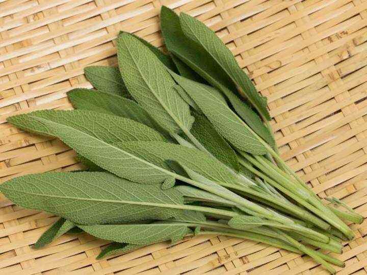 تصویر 2 از فروش ویژه مریم‌ گلی بحال خود + کیفیت طبیعی و عطر درمانی بی‌ نظیر