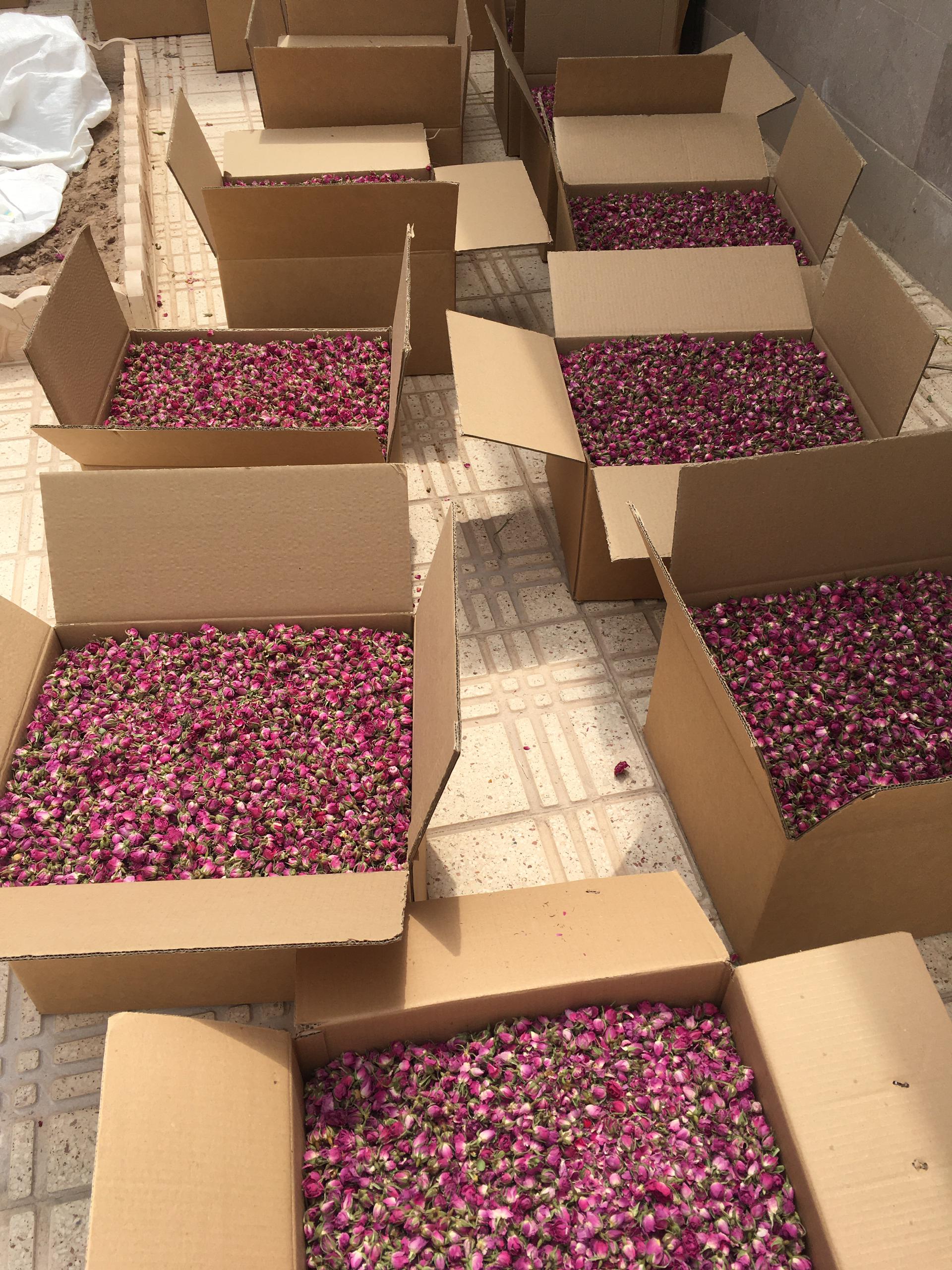 خرید عمده غنچه گل محمدی + ارسال فوری