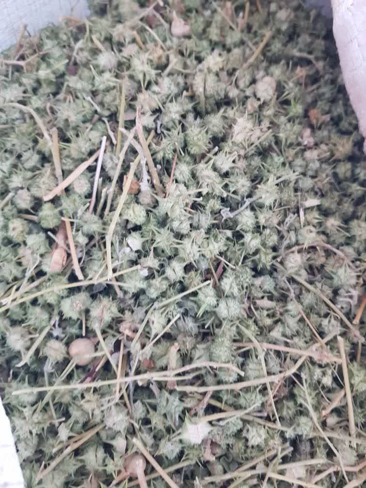 تصویر 3 از خرید و فروش عمده دانه گیاه خارخاسک + قیمت مناسب