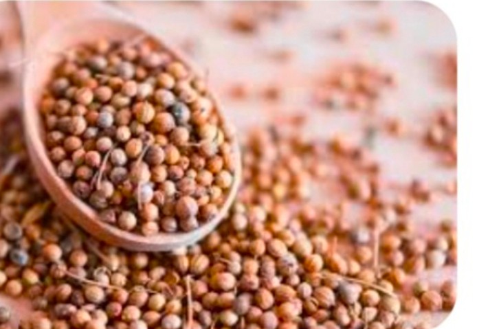 تصویر 1 از فروش بذر گشنیز عمده کنگاور با آنالیز کامل