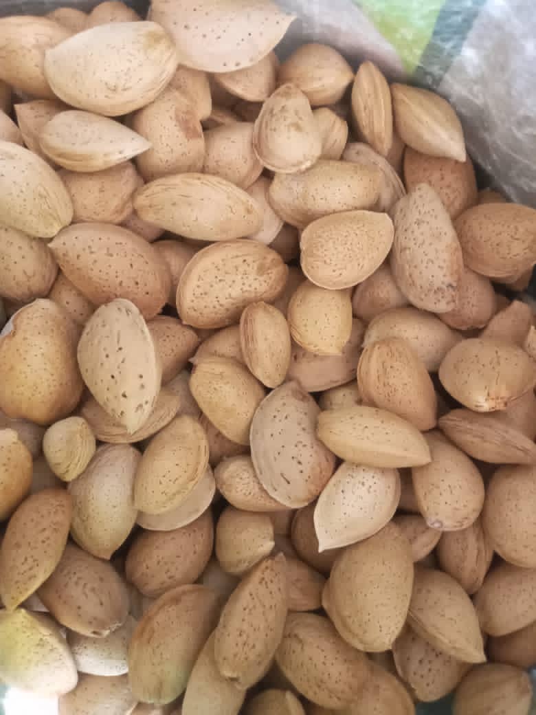 تصویر 4 از فروش بادام سنگی شیرین با پوست + ویژه آجیل فروشی ها