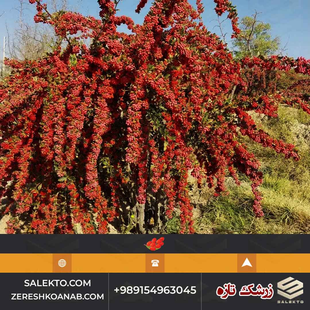 تصویر 2 از زرشک تازه دستچین بیرجند با ویتامین C بالا و رنگ درخشان + شرایط استثنائی