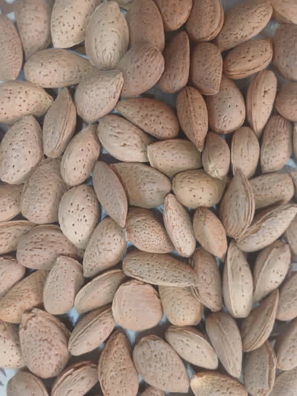 تصویر 4 از بادام درختی غلاف دار + قیمت به صرفه