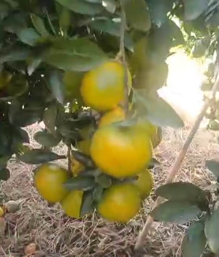 قیمت نارنگی ژاپنی تازه چین شمال خرید مستقیم از باغدار