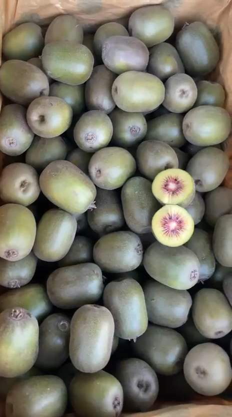 تصویر 4 از کیوی توسرخ ممتاز صادراتی با کیفیت بالا و ماندگاری طولانی