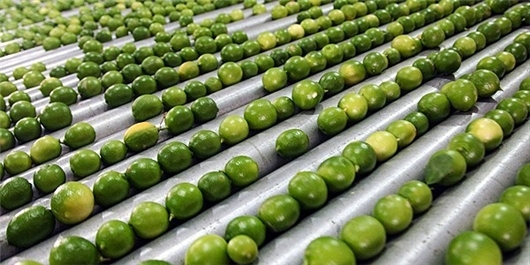 کنسانتره لیمو ارگانیک آماده استفاده در خطوط تولید صنایع غذایی
