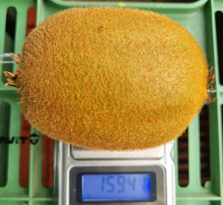 فروش کیوی هایوارد تو سبز وزن ۸۰ تا ۱۲۰ گرم صادراتی
